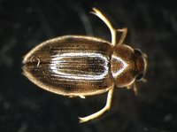 藏品(蚜蟲)的圖片